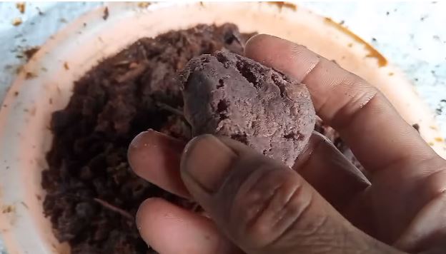 Tanpa micin, ini cara melebatkan pohon kelengkeng meski ditanam dalam pot cuma tambah 1 bumbu dapur