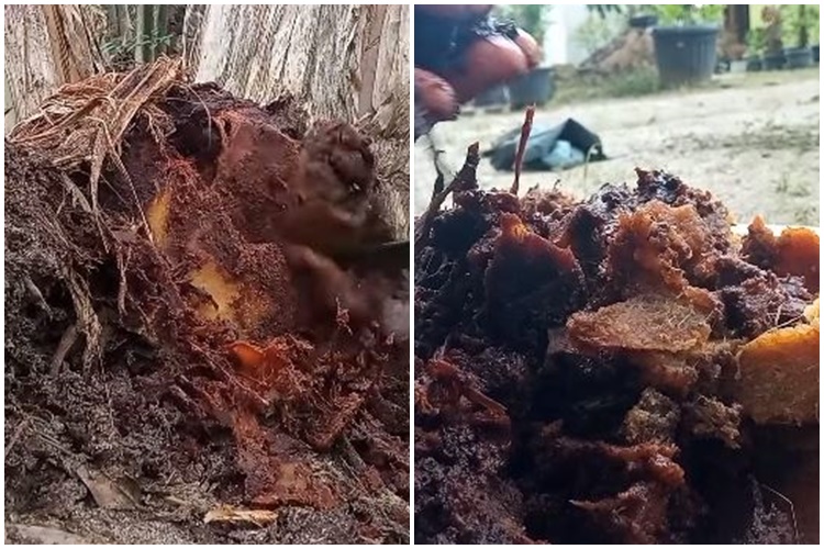 Tanpa micin, ini cara melebatkan pohon kelengkeng meski ditanam dalam pot cuma tambah 1 bumbu dapur