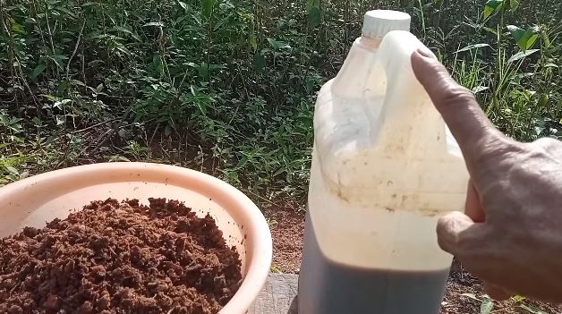 Tanpa micin, ini cara melebatkan pohon kelengkeng meski ditanam dalam pot cuma tambah 1 bumbu dapur