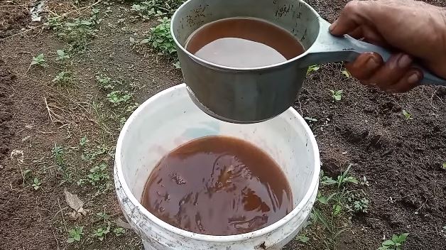 Tanpa micin, ini cara melebatkan pohon kelengkeng meski ditanam dalam pot cuma tambah 1 bumbu dapur