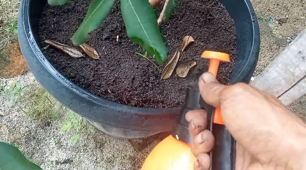 Tanpa micin, ini cara melebatkan pohon kelengkeng meski ditanam dalam pot cuma tambah 1 bumbu dapur