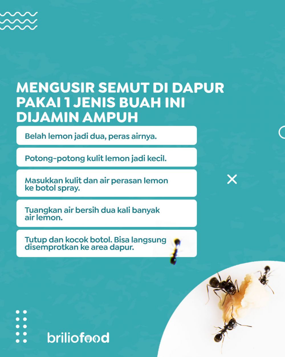 Tanpa minyak goreng atau cuka, ini cara mengusir semut di dapur cuma pakai 1 jenis buah