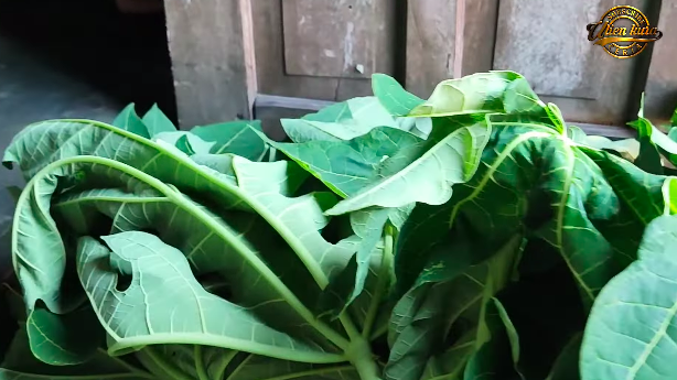 Tak perlu asam jawa, ini trik merebus daun pepaya agar warnanya tetap hijau dan tidak pahit