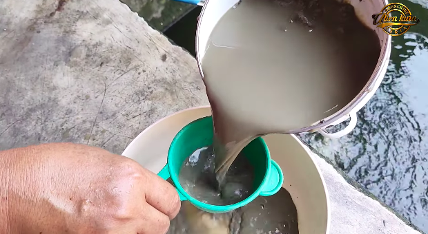 Tak perlu asam jawa, ini trik merebus daun pepaya agar warnanya tetap hijau dan tidak pahit