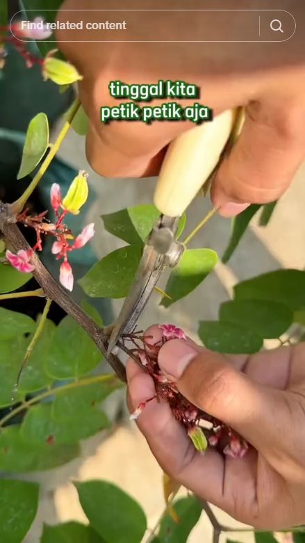 Tak perlu garam atau micin, ini cara mudah merawat pohon belimbing agar buahnya makin besar dan manis