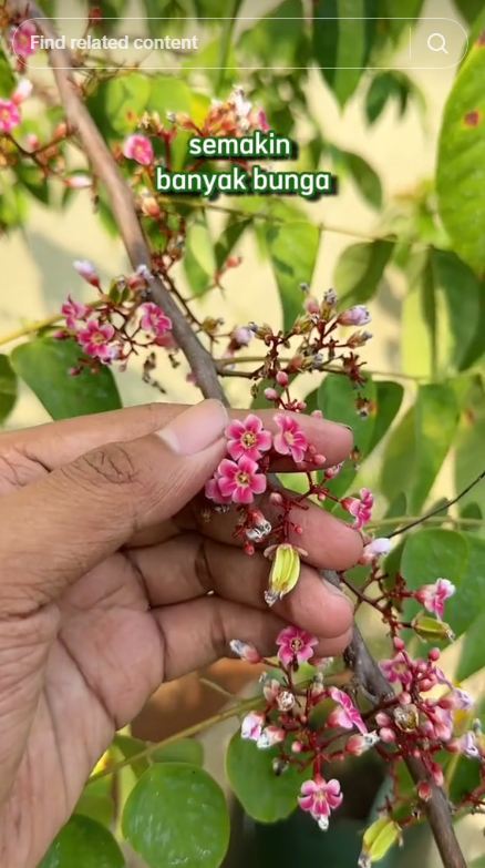 Tak perlu garam atau micin, ini cara mudah merawat pohon belimbing agar buahnya makin besar dan manis