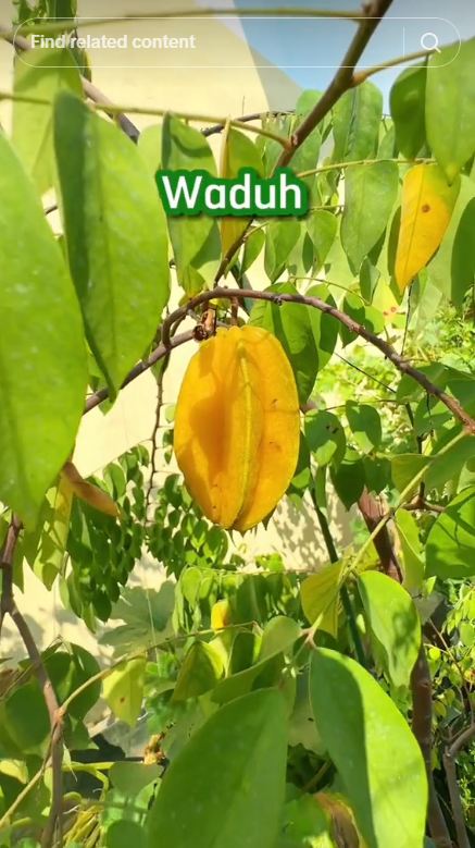 Tak perlu garam atau micin, ini cara mudah merawat pohon belimbing agar buahnya makin besar dan manis