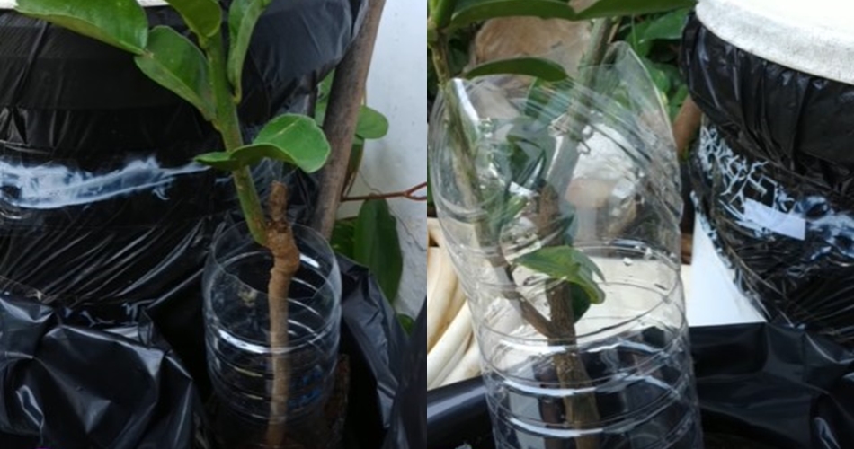 Tanpa bawang dan sabun, ini cara bikin pembasmi hama tikus pada tanaman jeruk purut dari 1 ampas dapur