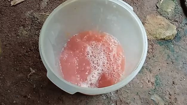Tanpa micin, ini trik merawat pohon rambutan agar berbuah di luar musim dengan 1 jenis ampas dapur