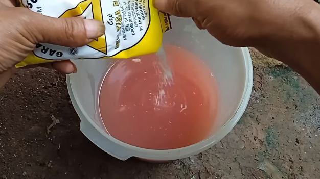 Tanpa micin, ini trik merawat pohon rambutan agar berbuah di luar musim dengan 1 jenis ampas dapur