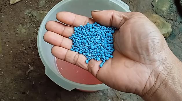 Tanpa micin, ini trik merawat pohon rambutan agar berbuah di luar musim dengan 1 jenis ampas dapur