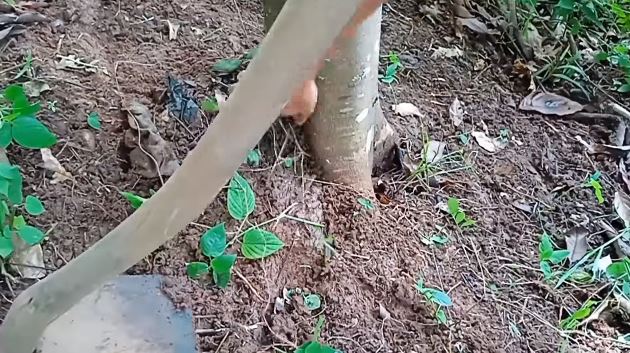 Tanpa micin, ini trik merawat pohon rambutan agar berbuah di luar musim dengan 1 jenis ampas dapur