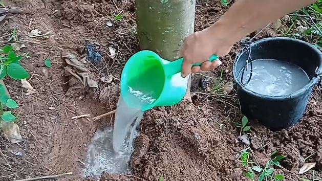 Tanpa micin, ini trik merawat pohon rambutan agar berbuah di luar musim dengan 1 jenis ampas dapur