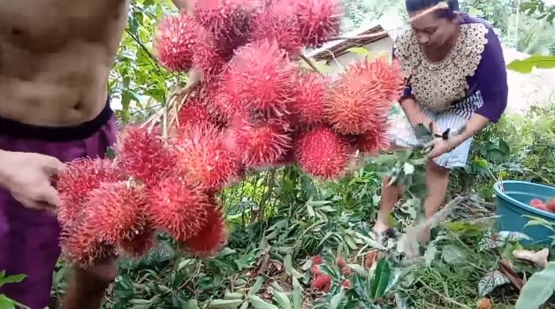 Tanpa micin, ini trik merawat pohon rambutan agar berbuah di luar musim dengan 1 jenis ampas dapur