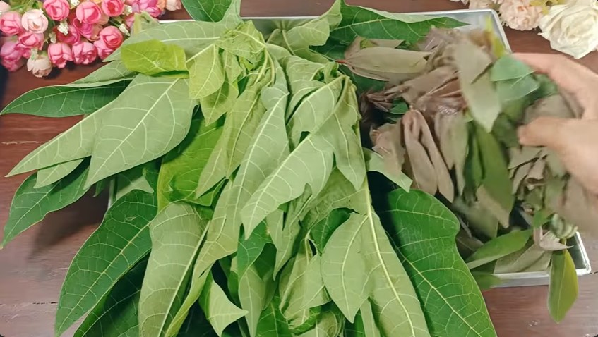 Tanpa garam atau asam jawa, ini trik merebus daun pepaya agar tak pahit cukup tambah 1 jenis daun