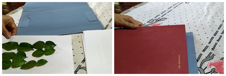 Tanpa kulkas, ini trik menyimpan daun jeruk agar tetap hijau dan aromanya sedap hingga 2 bulan