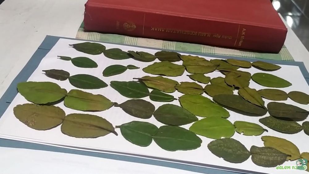 Tanpa kulkas, ini trik menyimpan daun jeruk agar tetap hijau dan aromanya sedap hingga 2 bulan