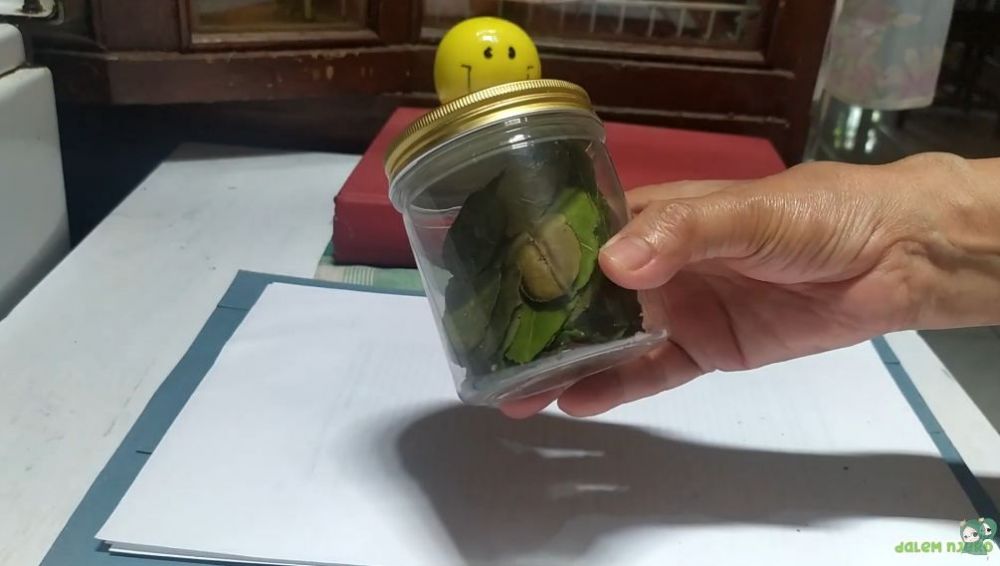 Tanpa kulkas, ini trik menyimpan daun jeruk agar tetap hijau dan aromanya sedap hingga 2 bulan