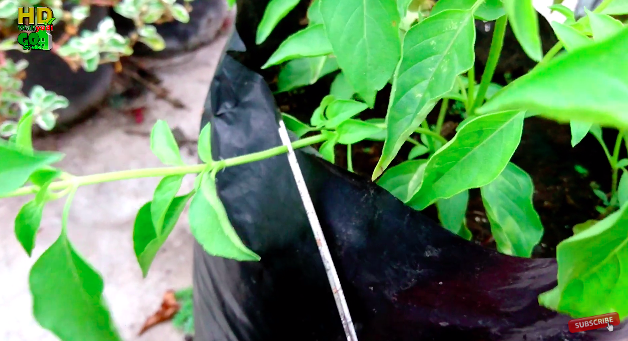 Bukan pakai bumbu dapur, ini cara mudah merawat tanaman kemangi makin rimbun dan daunnya tak mengering