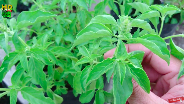 Bukan pakai bumbu dapur, ini cara mudah merawat tanaman kemangi makin rimbun dan daunnya tak mengering