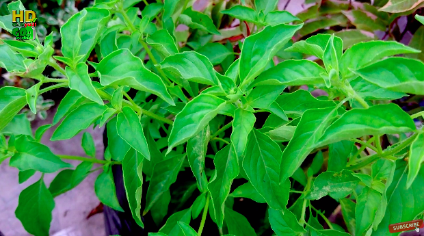 Bukan pakai bumbu dapur, ini cara mudah merawat tanaman kemangi makin rimbun dan daunnya tak mengering