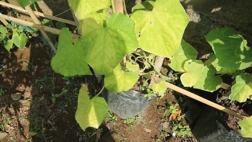 Tanpa bawang, trik buat cairan pembasmi hama penyebab keriting daun tanaman timun dari 1 bumbu dapur