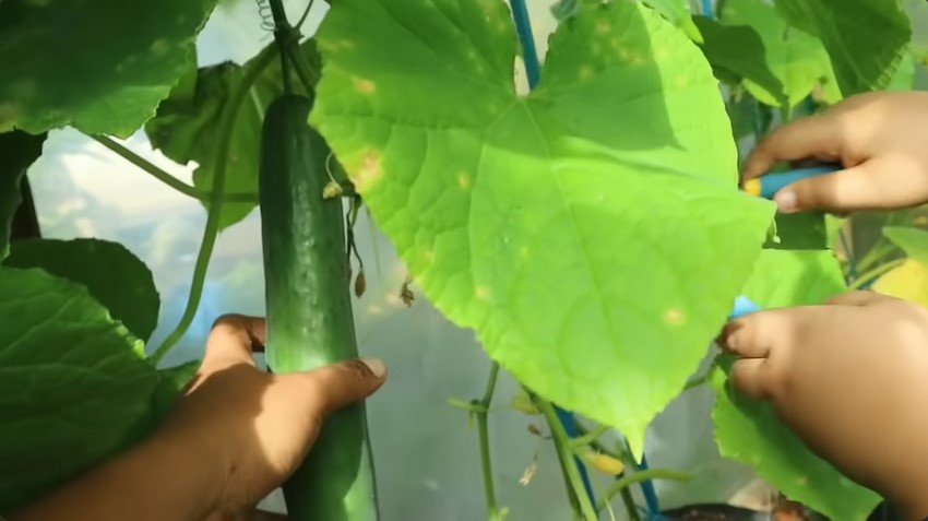 Tanpa bawang, trik buat cairan pembasmi hama penyebab keriting daun tanaman timun dari 1 bumbu dapur