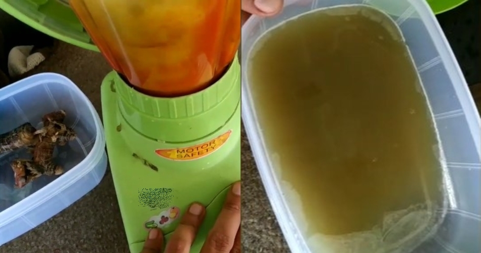 Tanpa bawang, trik buat cairan pembasmi hama penyebab keriting daun tanaman timun dari 1 bumbu dapur