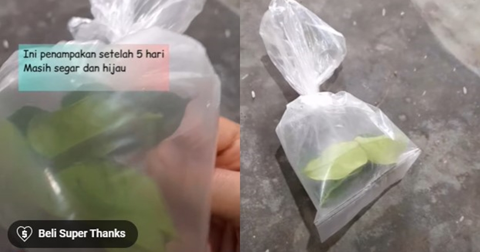 Tanpa dijemur atau ditaruh di kulkas, ini trik simpan daun jeruk tetap hijau dan segar hingga 1 minggu