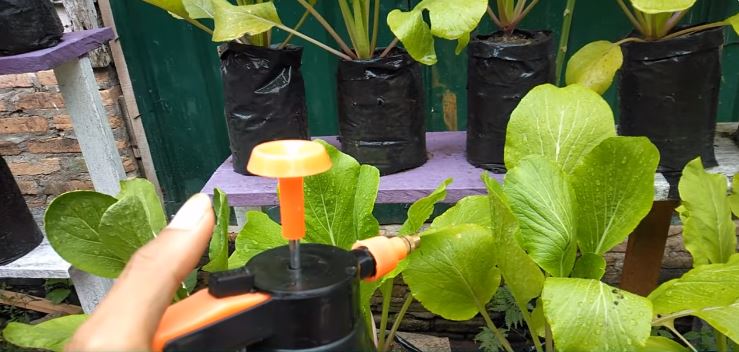 Bukan sabun cuci piring, ini trik mengusir hama ulat pada tanaman sawi cuma pakai 1 jenis ampas dapur