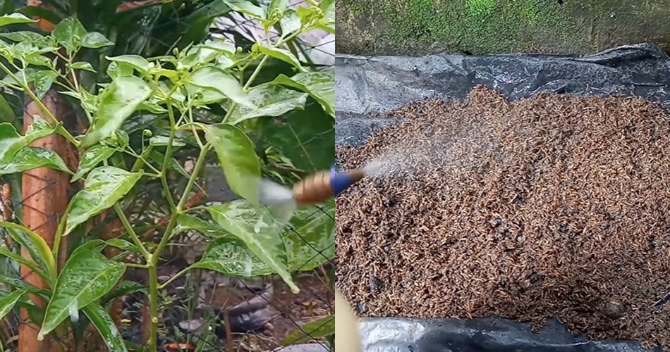 Bukan bawang, ini trik bikin semprotan pembasmi hama bakteri & jamur di pohon cabai dari 1 bumbu dapur