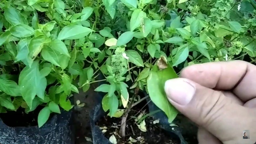 Cukup pakai 2 bahan dapur, ini cara mengatasi tanaman kemangi yang layu dan menguning