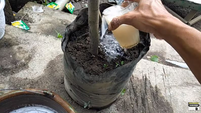 Trik merawat tanaman tomat yang layu agar bisa berbuah lebat cuma pakai 2 bahan dapur