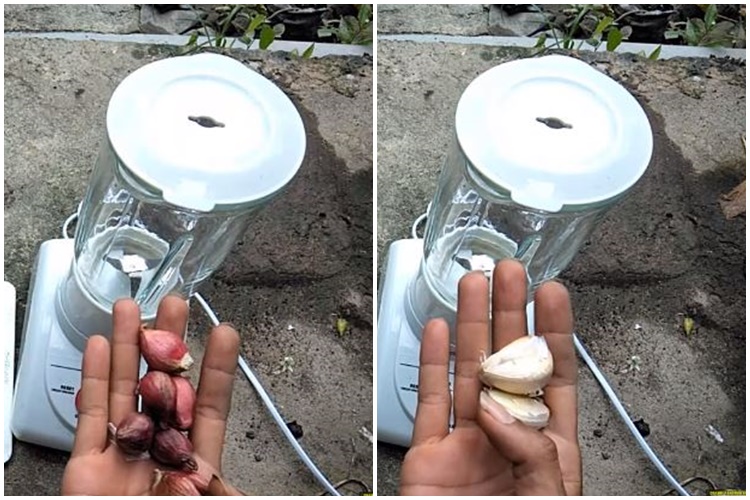 Trik merawat tanaman tomat yang layu agar bisa berbuah lebat cuma pakai 2 bahan dapur