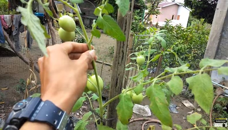 Trik merawat tanaman tomat yang layu agar bisa berbuah lebat cuma pakai 2 bahan dapur