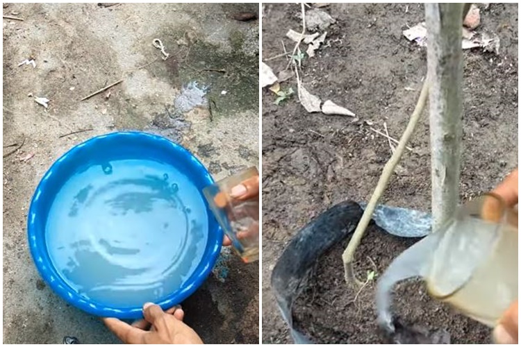 Trik merawat tanaman tomat yang layu agar bisa berbuah lebat cuma pakai 2 bahan dapur