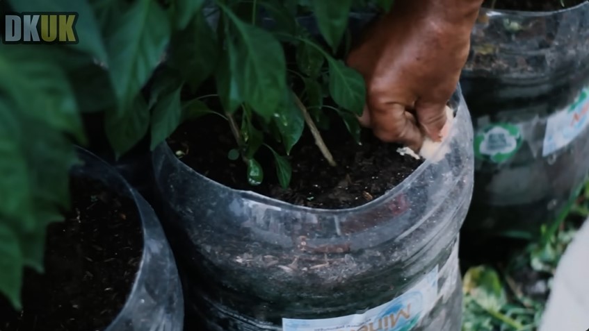 Tanpa micin atau telur, ini trik merawat tanaman cabai agar subur & cepat berbuah pakai 1 ampas dapur