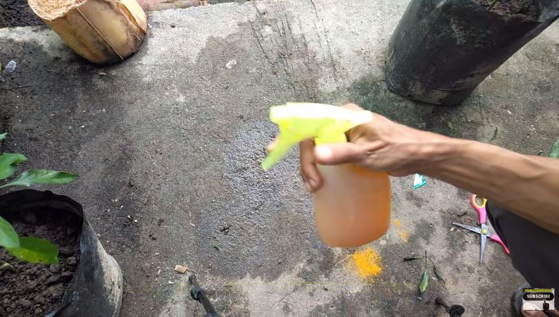 Bukan cuma micin, ini trik mengatasi tanaman cabai yang daunnya keriting dengan tambahan 1 bumbu dapur