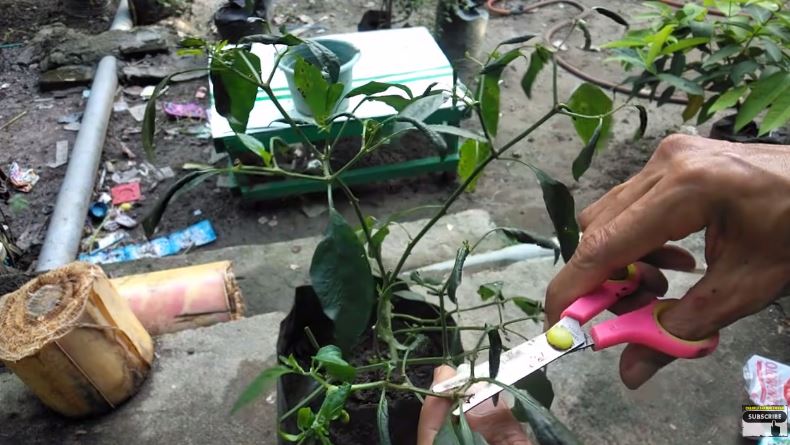 Bukan cuma micin, ini trik mengatasi tanaman cabai yang daunnya keriting dengan tambahan 1 bumbu dapur