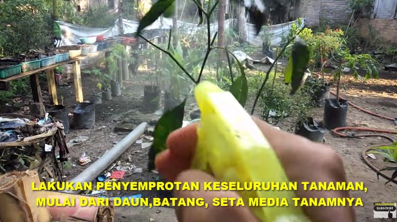 Bukan cuma micin, ini trik mengatasi tanaman cabai yang daunnya keriting dengan tambahan 1 bumbu dapur