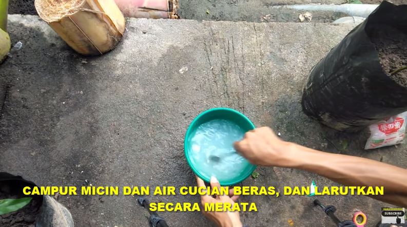 Bukan cuma micin, ini trik mengatasi tanaman cabai yang daunnya keriting dengan tambahan 1 bumbu dapur