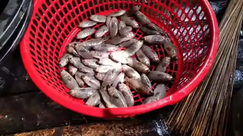 Lebih cepat tanpa pisau, ini cara membersihkan sisik ikan dalam jumlah banyak cuma butuh 2 menit