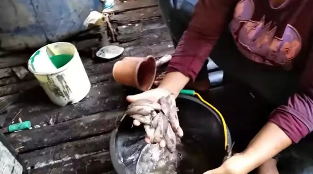 Lebih cepat tanpa pisau, ini cara membersihkan sisik ikan dalam jumlah banyak cuma butuh 2 menit