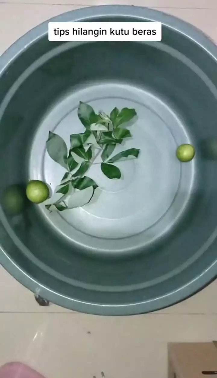 Cukup pakai 2 bahan, ini cara cepat mengusir kutu pada beras agar bisa digunakan lagi