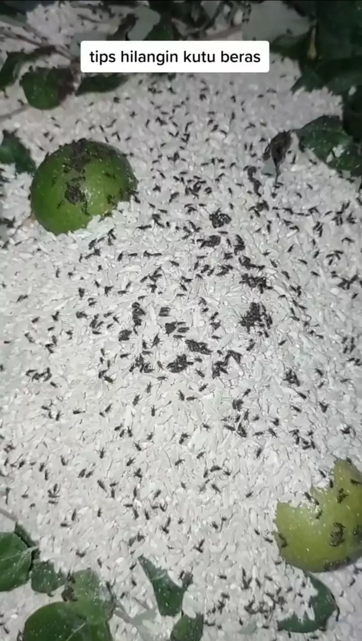 Cukup pakai 2 bahan, ini cara cepat mengusir kutu pada beras agar bisa digunakan lagi