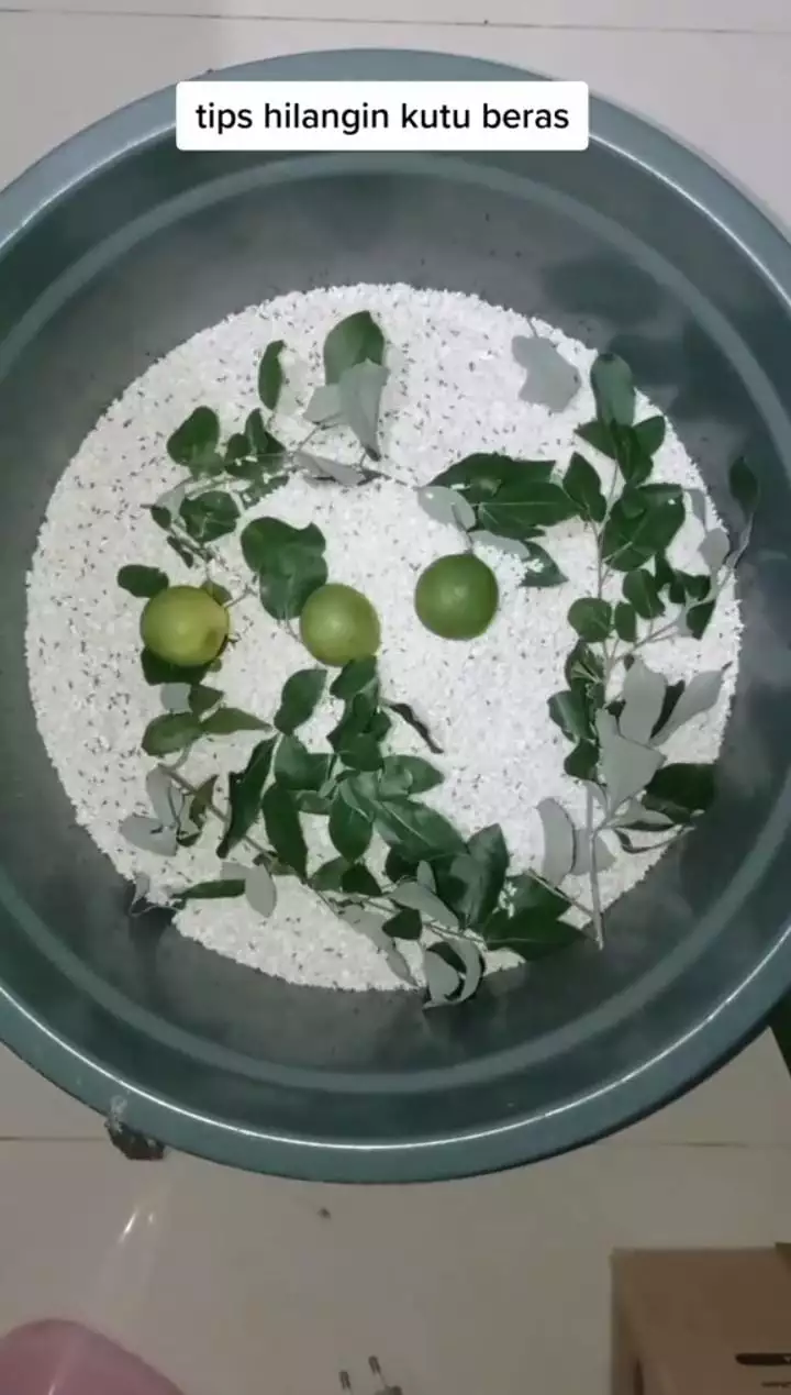 Cukup pakai 2 bahan, ini cara cepat mengusir kutu pada beras agar bisa digunakan lagi