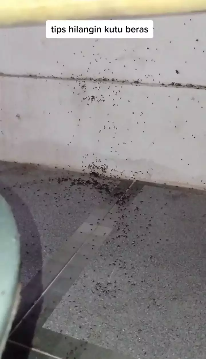 Cukup pakai 2 bahan, ini cara cepat mengusir kutu pada beras agar bisa digunakan lagi