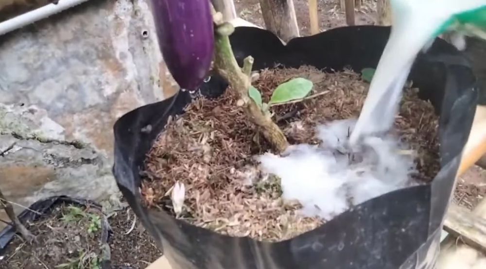 Tanpa micin, ini trik merawat tanaman terong agar berbuah lebat meski hanya ditanam dalam polybag
