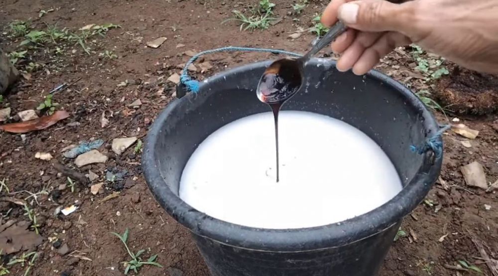 Tanpa micin, ini trik merawat tanaman terong agar berbuah lebat meski hanya ditanam dalam polybag