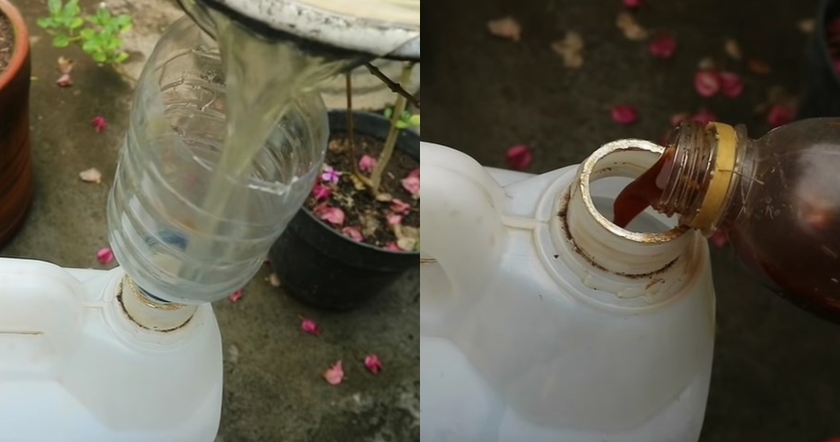 Tanpa garam atau micin, ini trik menyuburkan tanaman bawang merah agar tak busuk pakai 2 ampas dapur
